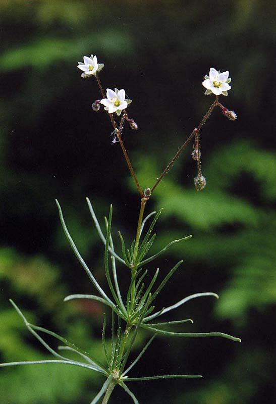 Изображение особи Spergula arvensis.