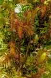 Drosera anglica