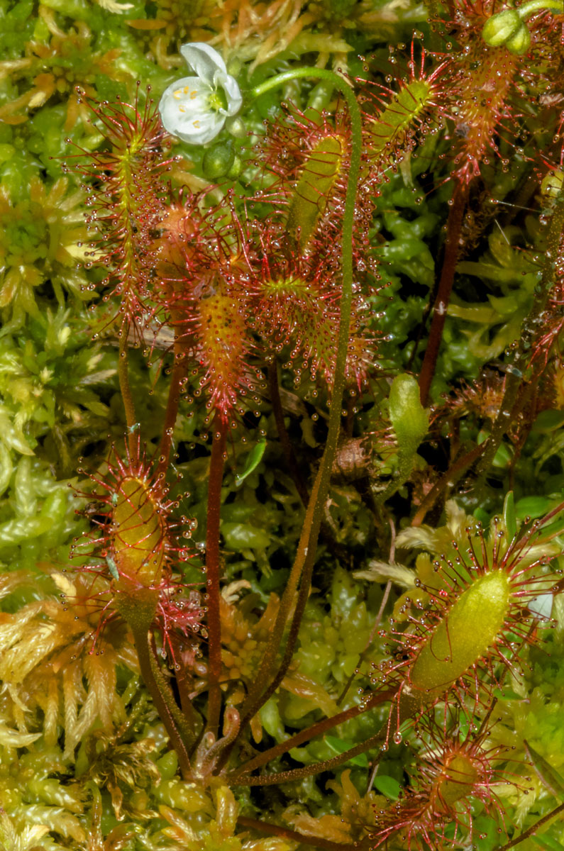 Изображение особи Drosera anglica.