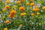 Trollius asiaticus