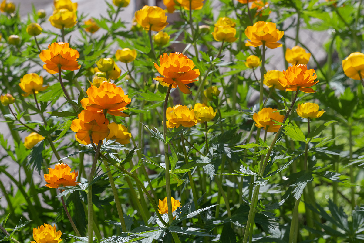 Image of Trollius asiaticus specimen.