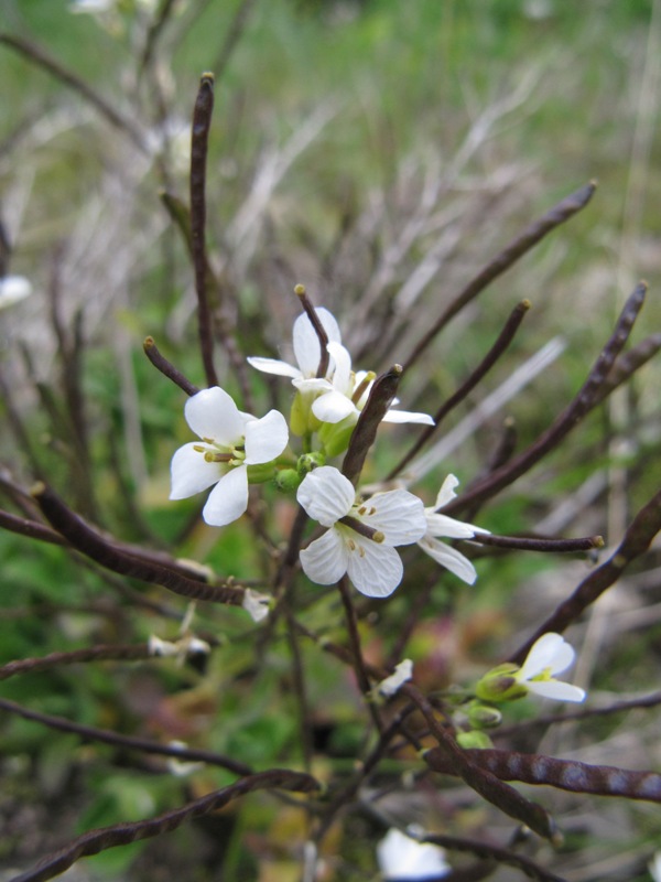 Image of Arabis alpina specimen.