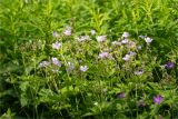 Geranium sylvaticum. Верхушки цветущих растений. Карелия, Лахденпохский р-н, окр. оз. Исо-Ийярви, опушка смешанного леса с преобладанием сосны (Pinus sylvestris), разнотравный луг. 13.06.2025.