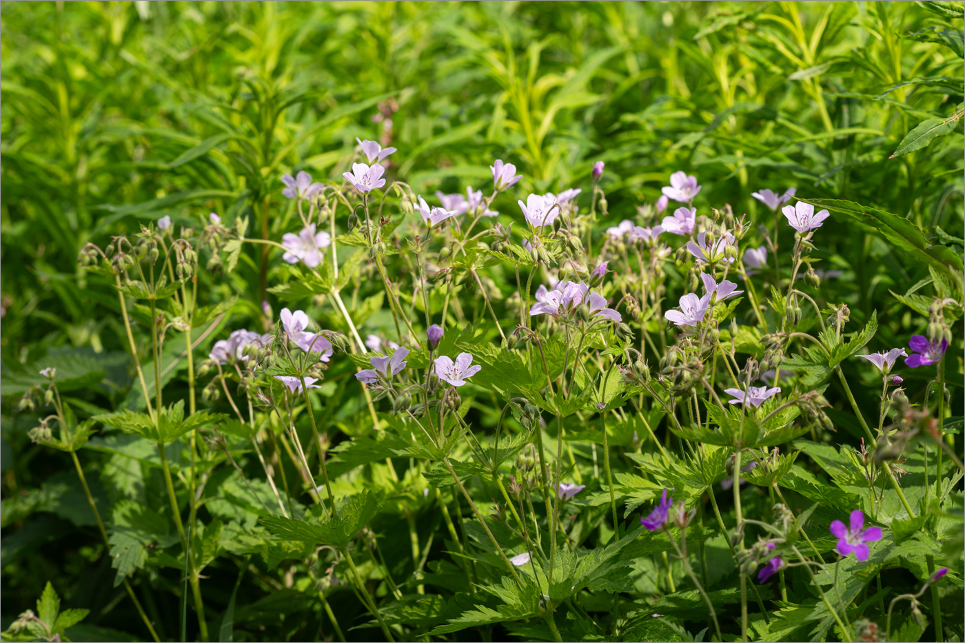 Image of Geranium sylvaticum specimen.