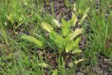 Eryngium planum