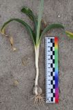 Allium baissunense. Подземная часть и листья выкопанного цветущего растения с масштабной линейкой. Таджикистан, Хатлонская обл., Джиликульский р-н, запов. \"Тигровая балка\", окр. кордона \"Королевская дача\", песчаные наносы у подножия уступа третьей надпойменной террасы. 17 апреля 2025 г.