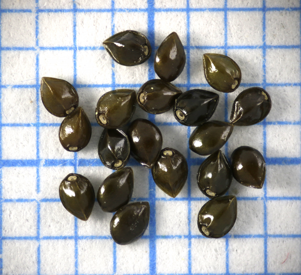Image of Myosotis arvensis specimen.