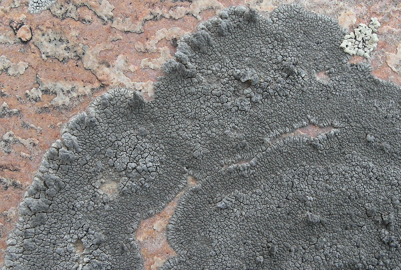Image of Aspicilia fumosa specimen.