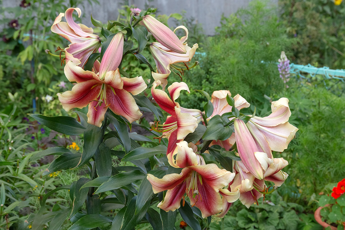 Изображение особи род Lilium.
