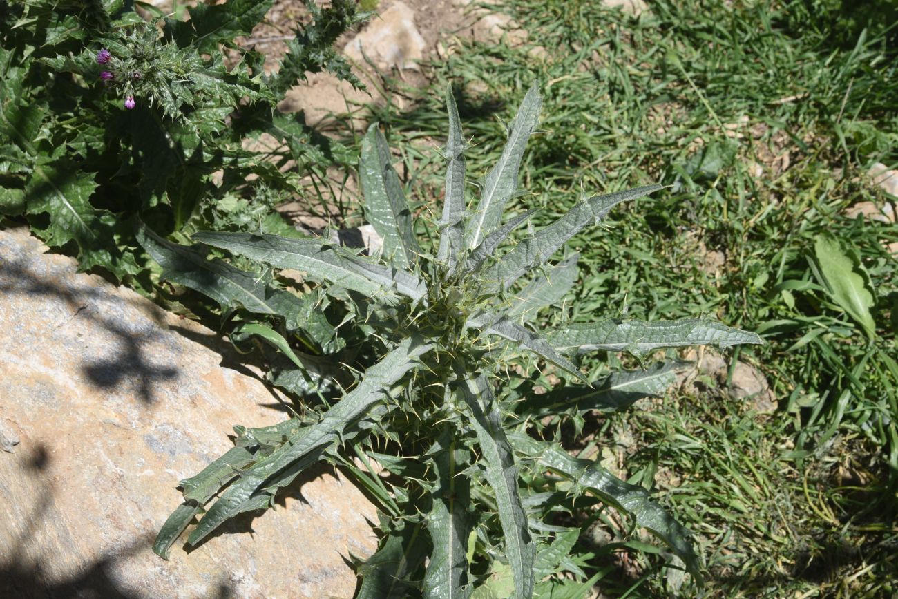 Image of Picnomon acarna specimen.