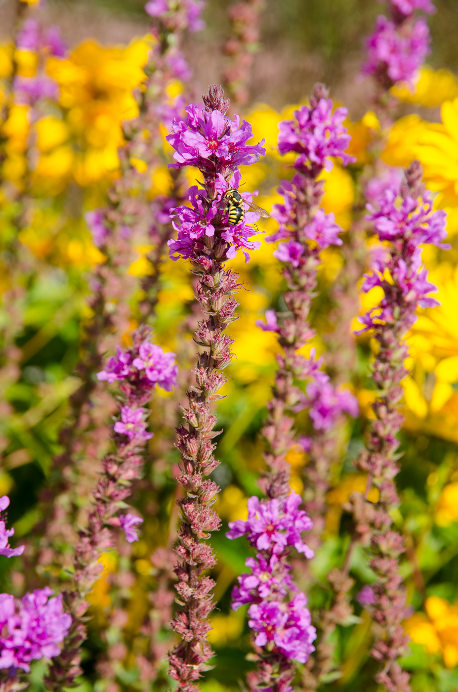 Image of genus Lythrum specimen.