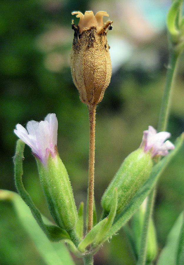 Изображение особи Silene aprica.