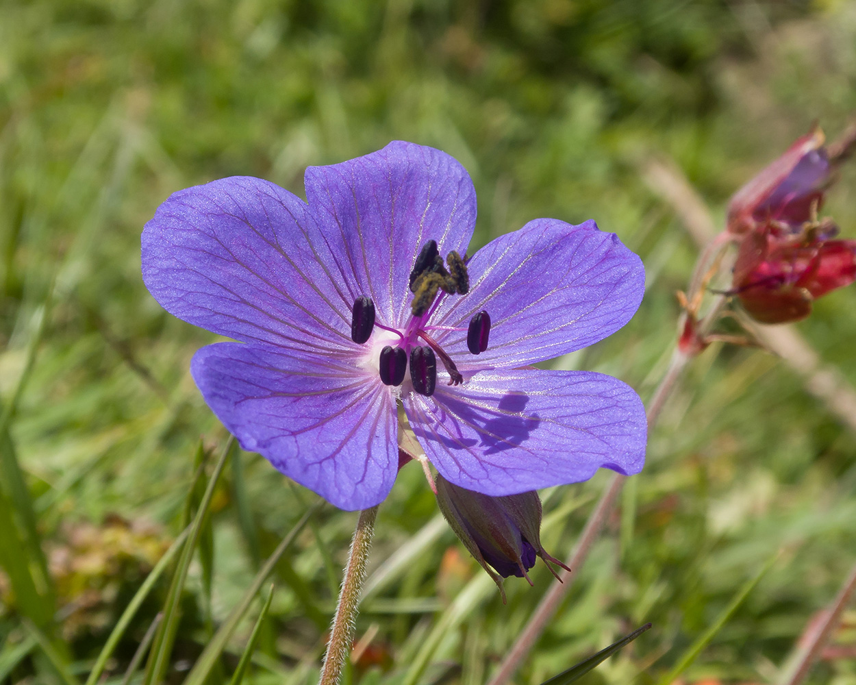 Изображение особи Geranium ruprechtii.