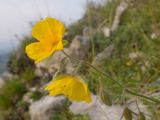Helianthemum buschii