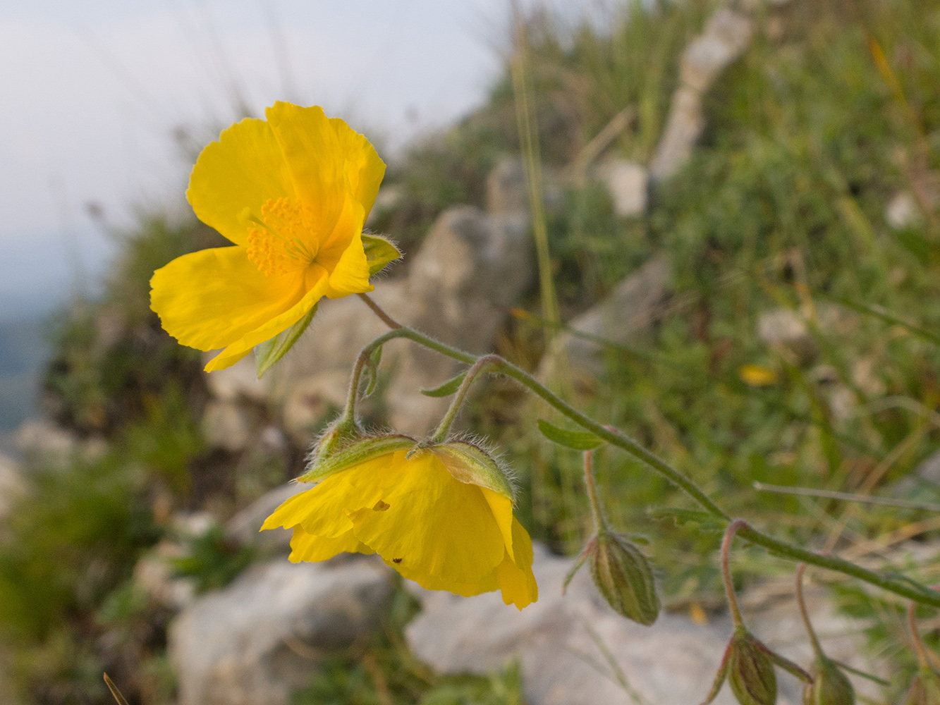 Изображение особи Helianthemum buschii.