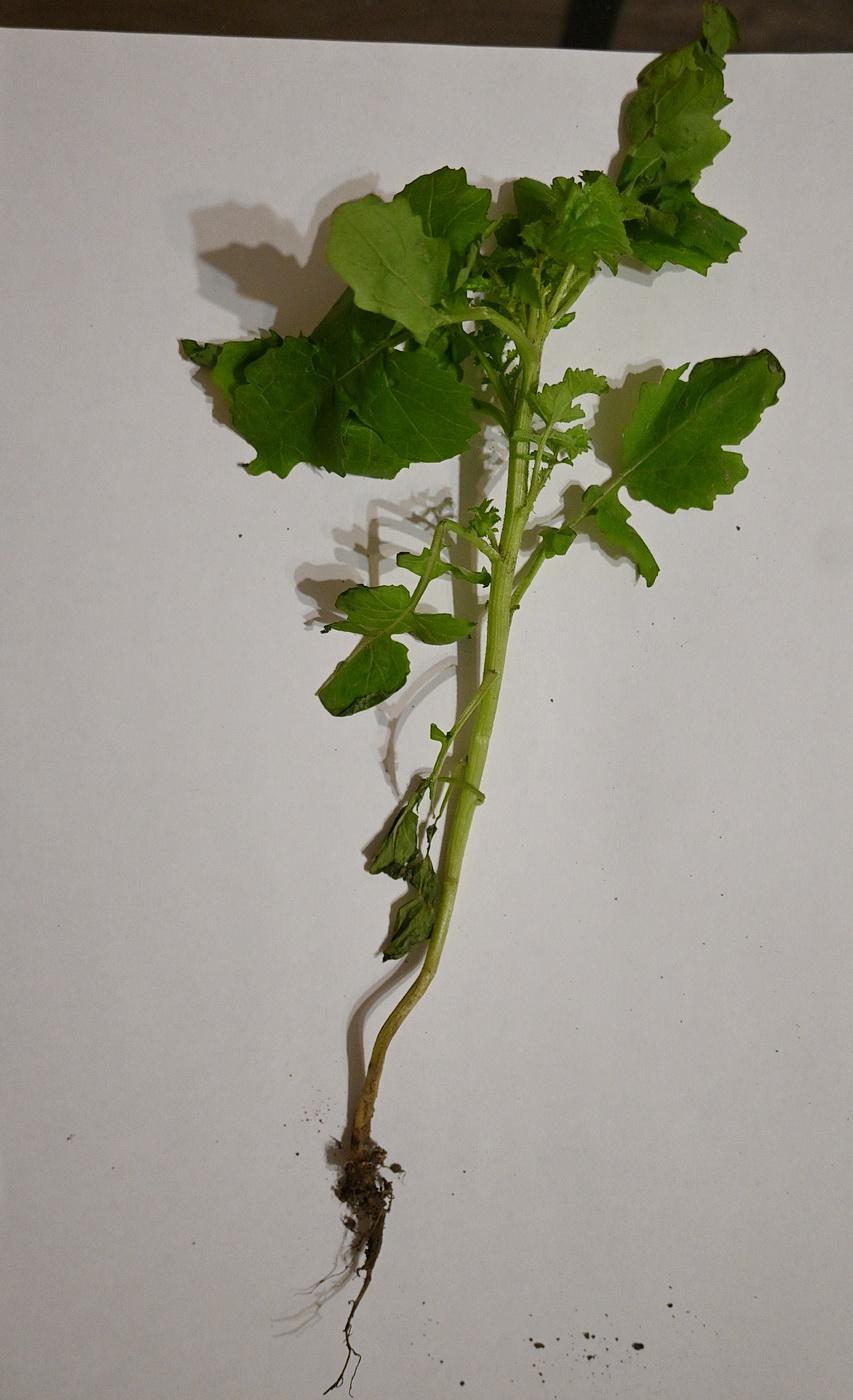 Image of familia Brassicaceae specimen.