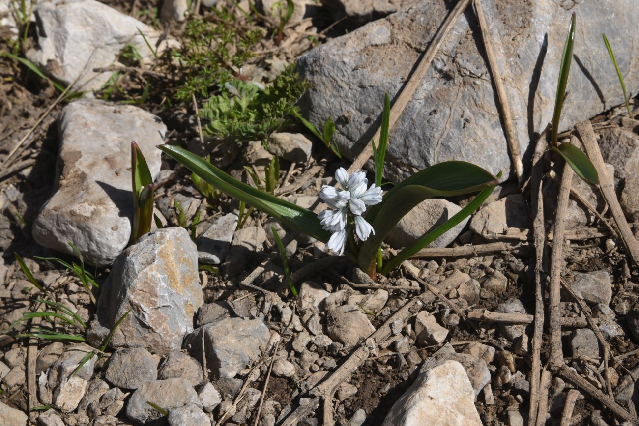 Image of Puschkinia scilloides specimen.