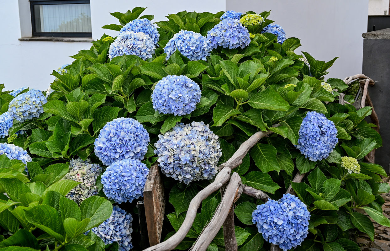 Изображение особи Hydrangea macrophylla.