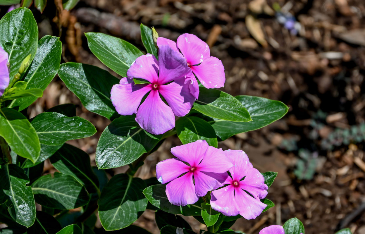 Image of Catharanthus roseus specimen.