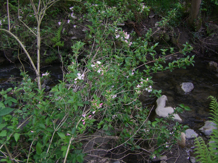Изображение особи род Weigela.