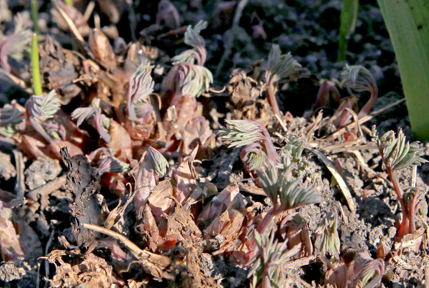 Image of Dicentra formosa specimen.