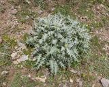 Cirsium balkharicum