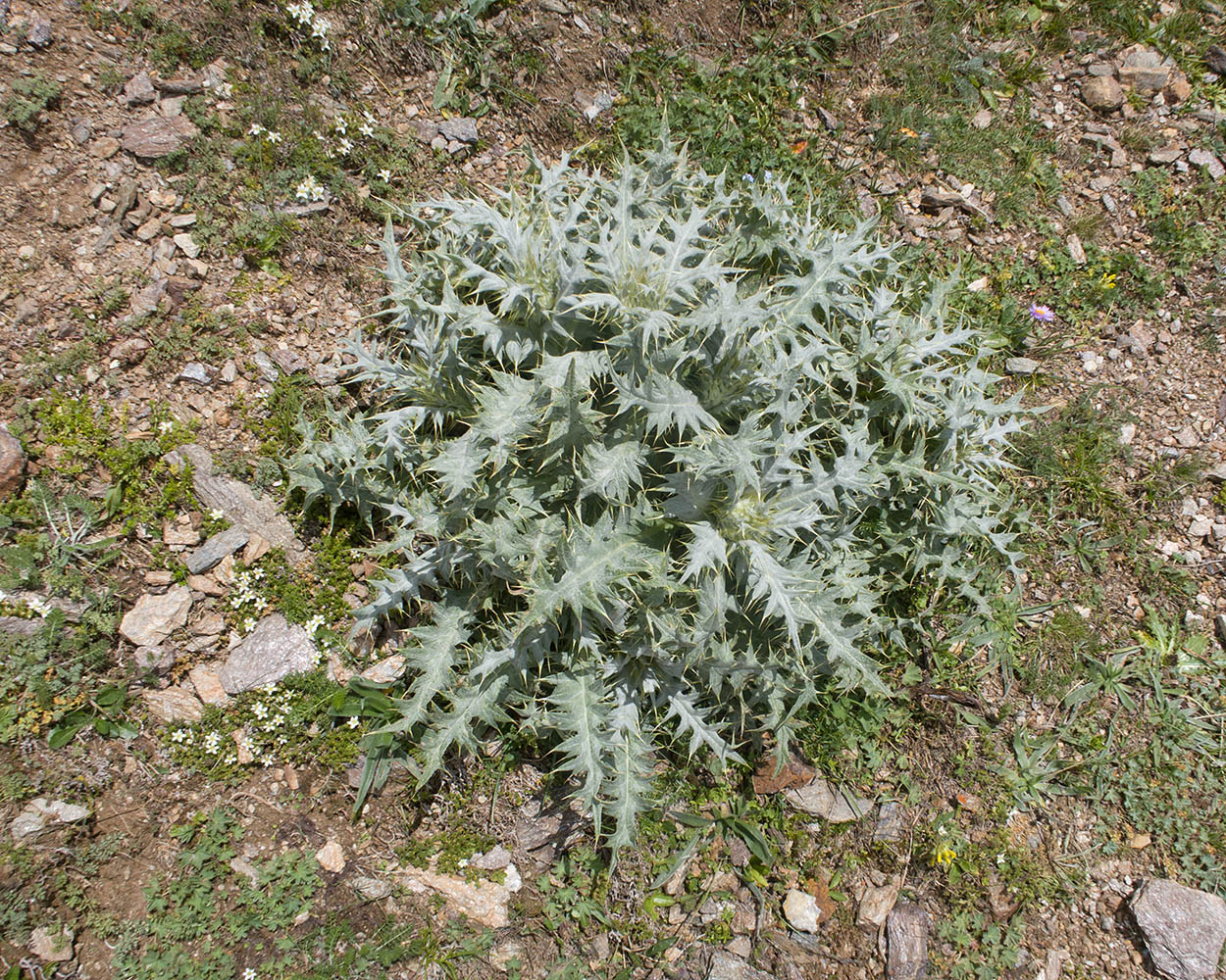 Image of Cirsium balkharicum specimen.