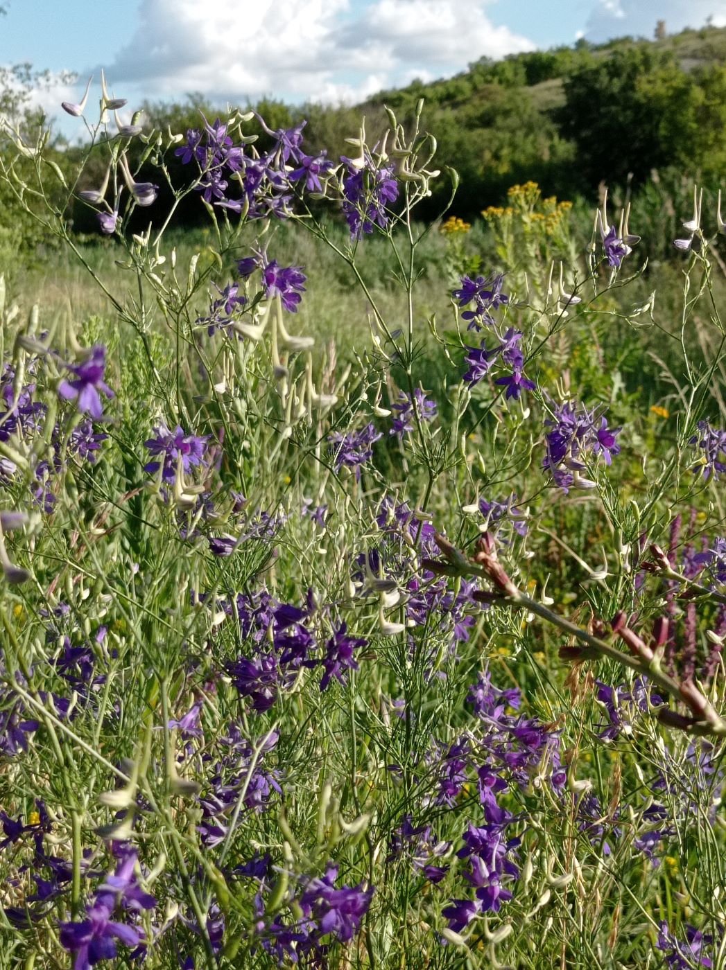 Image of Delphinium consolida specimen.