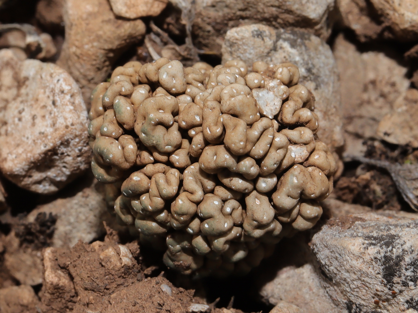 Изображение особи Aspicilia vagans.