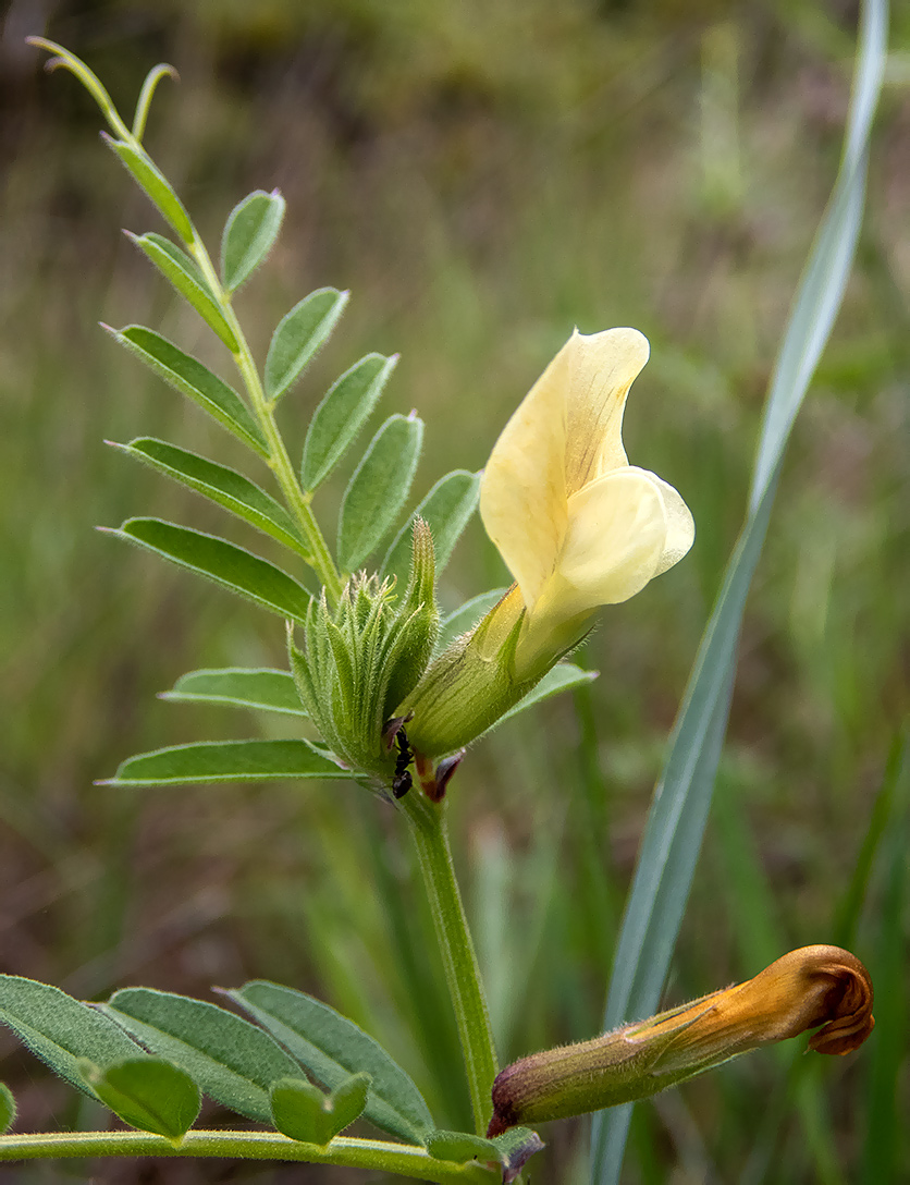 Изображение особи Vicia grandiflora.