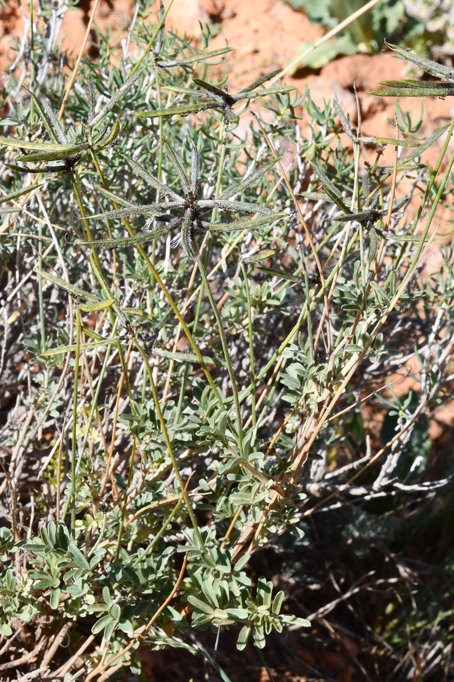 Image of genus Astragalus specimen.
