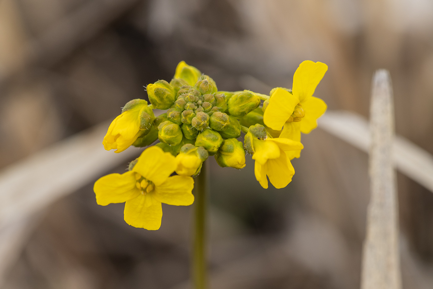 Image of Draba sibirica specimen.