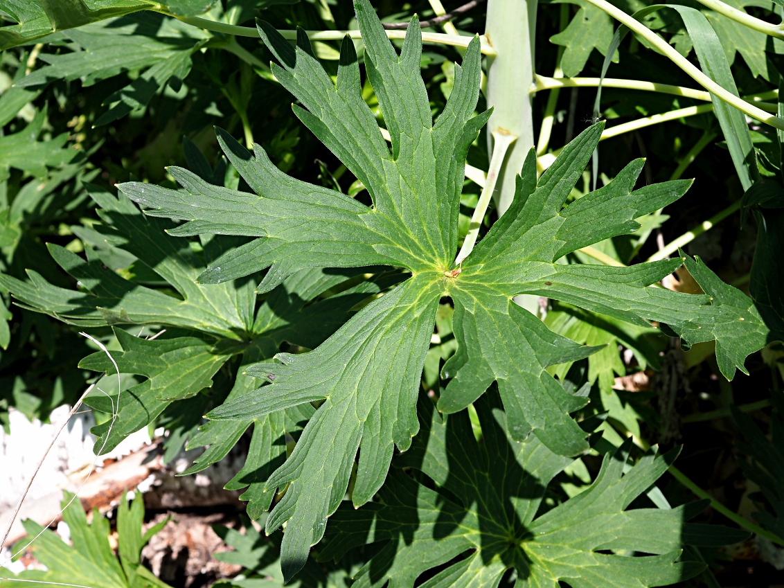 Image of Delphinium cuneatum specimen.
