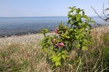 Weigela praecox. Цветущее растение. Приморский край, Хасанский р-н, юго-западный берег бухты Рейд Паллада между мысами Мраморный и Острено, на опушке широколиственного леса у моря. 16.05.2026.