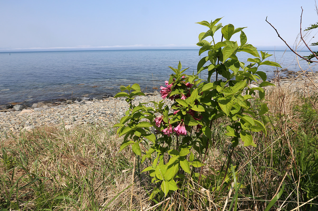 Image of Weigela praecox specimen.