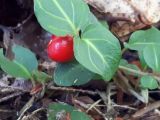 Mitchella repens. Митчелла ползучая. Mitchella repens. В природе. Галифакс 15.10.2018.