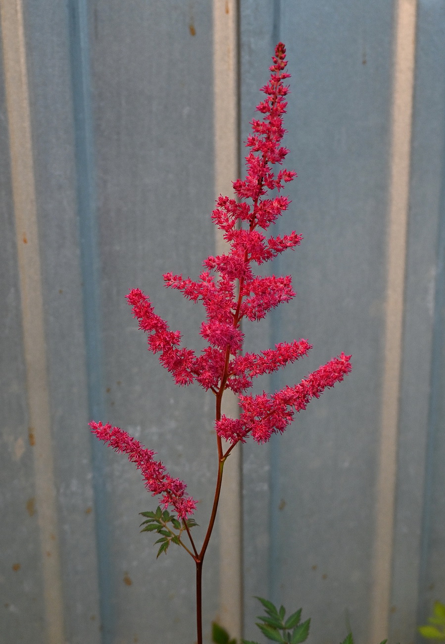 Image of genus Astilbe specimen.