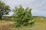 Fraxinus pennsylvanica. Молодое плодоносящее дерево. Крым, Севастополь, Инкерман, гора Монастырская. 31.05.2026.