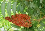 Rhus glabra. Соплодие. Узбекистан, г. Ташкент, Юнусабадский р-н, парковая зона, в городском озеленении, в культуре. 26.07.2026.