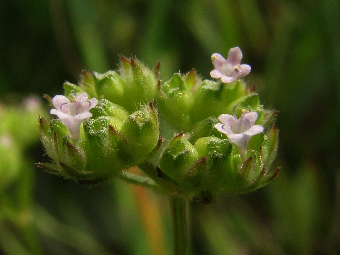 Изображение особи Valerianella pumila.