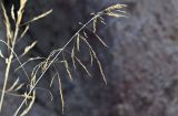 Neotrinia splendens. Соплодие. Китай, пров. Ганьсу, Инопланетная дол., ≈ 1500 м н.у.м., глинистый сухой склон. 04.06.2025.