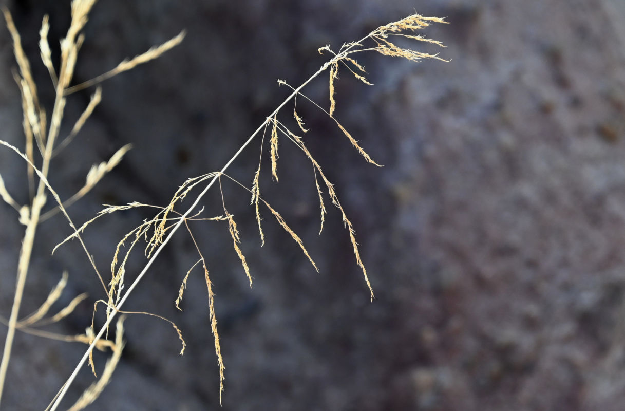 Image of Neotrinia splendens specimen.