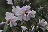genus Rhododendron. Цветки. Китай, пров. Хунань, городской округ Чжанцзяцзе, национальный парк Чжанцзяцзе, плато горы Хуаншичжай (Huangshi). 31 марта 2015 г.