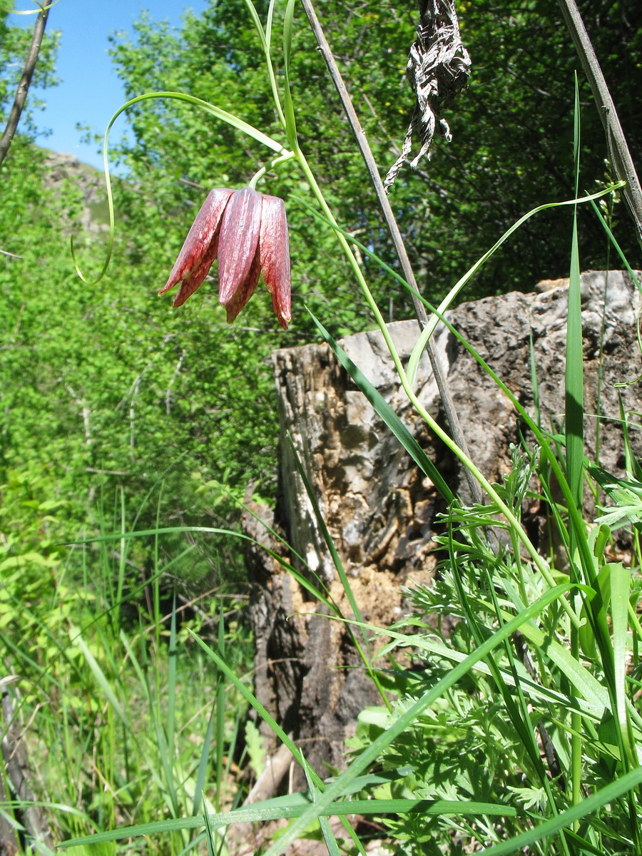 Изображение особи Fritillaria kolbintsevii.