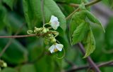 Cardiospermum grandiflorum. Соцветие. Португалия, о-в Мадейра, г. Фуншал, на каменной стене. 09.06.2026.