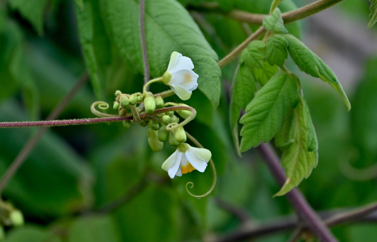 Image of Cardiospermum grandiflorum specimen.