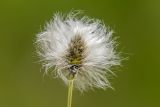 Eriophorum vaginatum. Соплодие. Карачаево-Черкесия, Карачаевский р-н, дол. р. Джалпакол, ≈2700 м н.у.м., заболоченный луг. 11.08.2026.