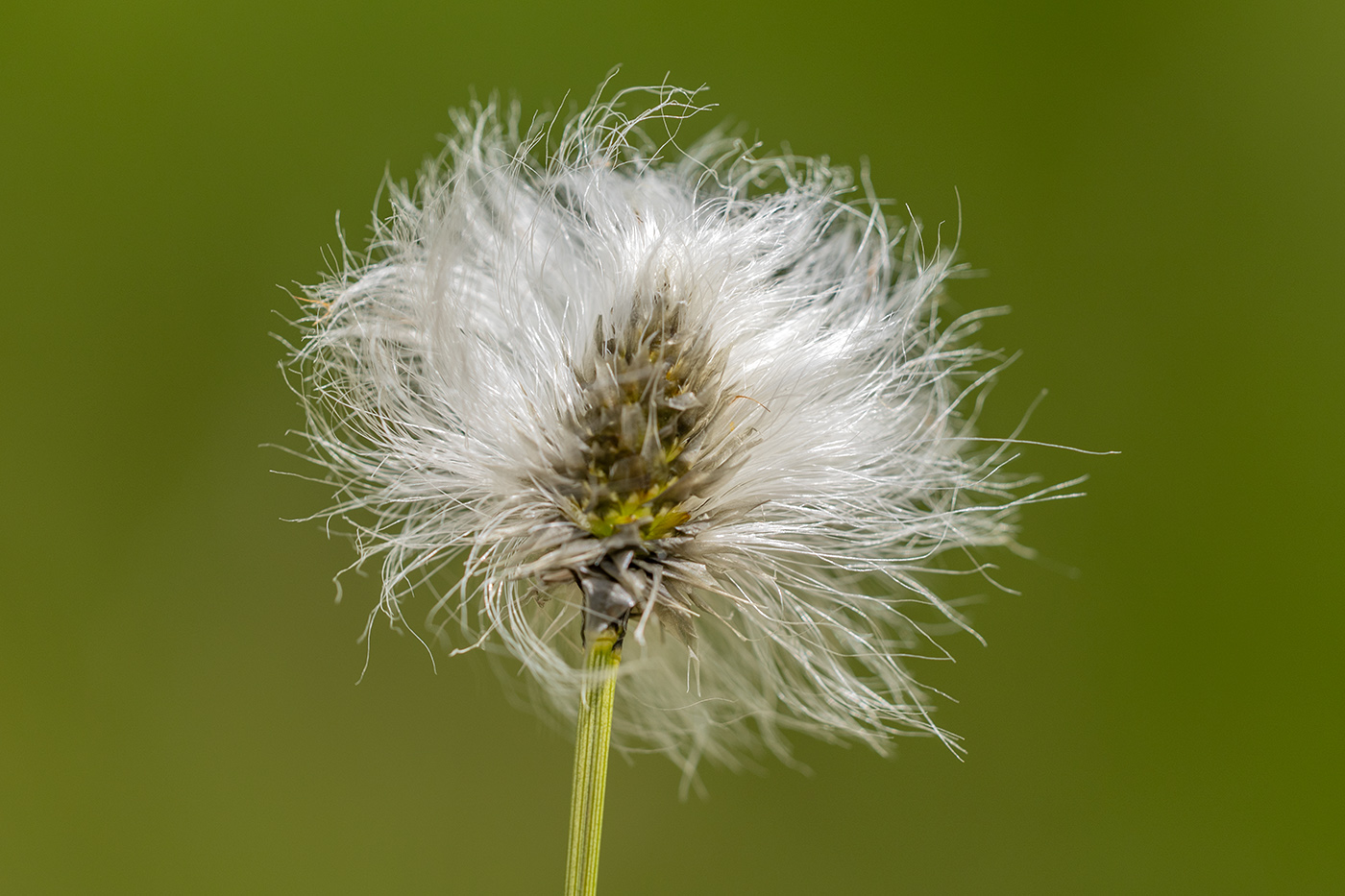 Изображение особи Eriophorum vaginatum.