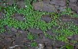 Cymbalaria muralis. Цветущие растения в сообществе с Erigeron karvinskianus. Португалия, о-в Мадейра, окр. г. Камаша, на каменной стене. 09.06.2026.