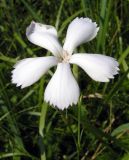 Dianthus elongatus